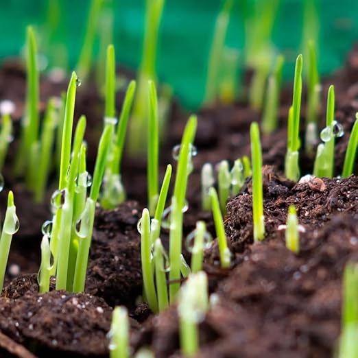 Starter Fertilizer 15-20-10 – (18 lbs.) High Phosphorus Lawn Food for New Grass Seed &amp Sod – Promotes Fast Root Growth Stronger Germination &amp Early Green-Up – Professional Grade Lawn Fertiliz