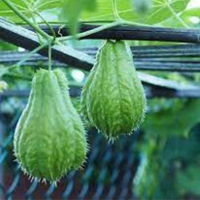 Chayote Squash Plant Live Chayote Plant Gallon Pot 7 to 10 Inc Tall Live Garden Vegetable Vine
