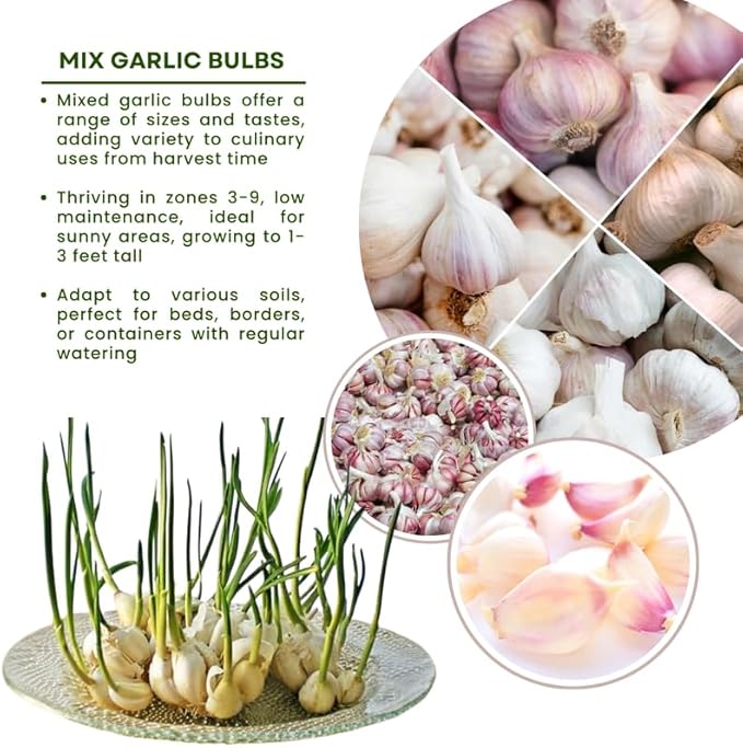 1 Pound Random Hardneck Garlic Bulbs for Planting Fresh High-Yield Hardy Garlic for Garden or Container Growing