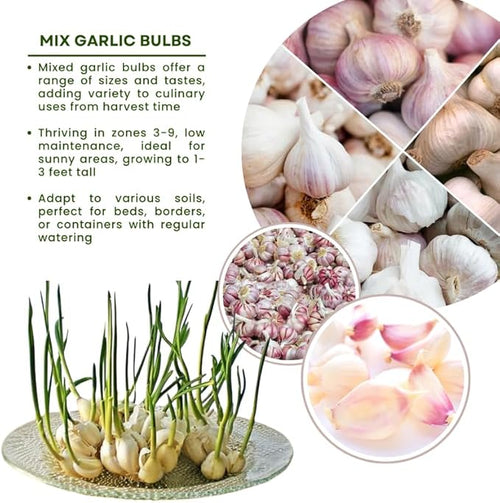 1 Pound Mix Hardneck Garlic Bulbs for Planting Fresh High-Yield Hardy Garlic for Garden or Container Growing