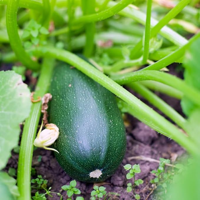 Green Zucchini Plants Live Summer Squash Plant 2 Plants in 4 Inch Pot 3 to 6 Inch Tall Seedlings for Planting Outdoor Garden