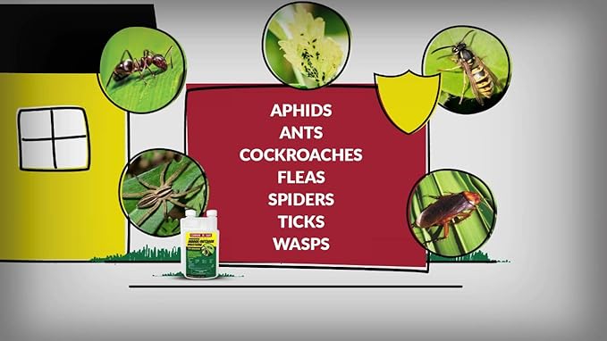 Compare-N-Save Concentrate Indoor and Outdoor Insect Control 32-Ounce