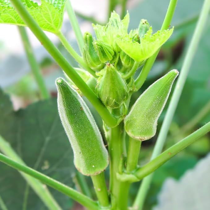 Set 2 Live Green Okra Plants 4 to 6 Inches Tall 4 Inches Pot Okra Vegetable Plants Live Potted for Planting Outdoor
