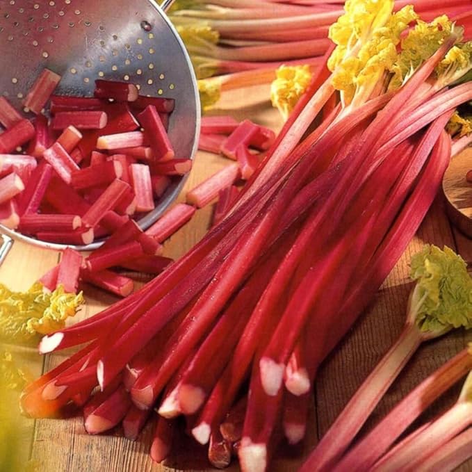 Victoria Rhubarb Crown - Perennials Bulk &amp Wholesale Rhubarb Crown Ready to Plant | Easy to Grow Comes Back Every Year (8 Pack)