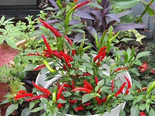 Thai Red Hot Pepper Organic Live Plant (2 Pack)