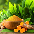 Pack 2 Curcuma Turmeric Ginger Plants Live - Size 5-8 Inch Tall - Live Ginger Vegetable for Planting - Ginger Seedlings