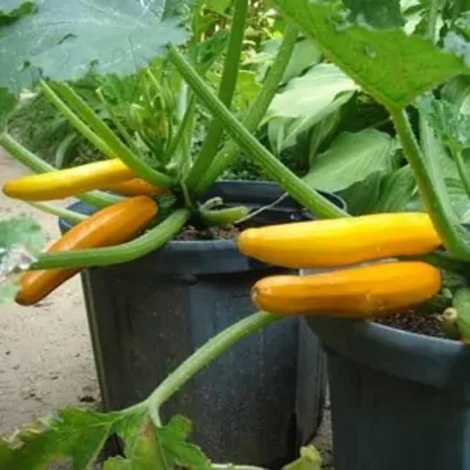 3 Live Squash Plants Zucchini Plants Seedlings Yellow Squash Plant Live in 4 Inch Pot