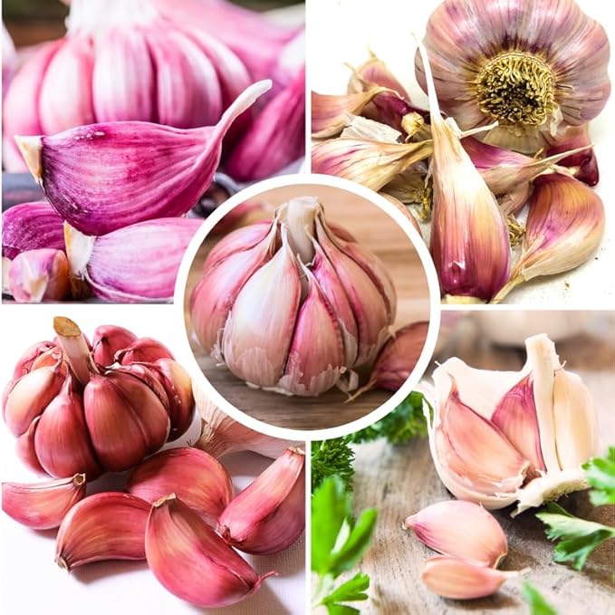 1 Pound Chesnok Red Hardneck Garlic Bulbs for Planting Fresh High-Yield Hardy Garlic for Garden or Container Growing