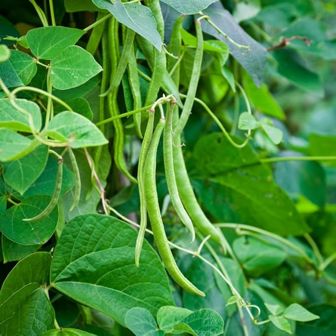 Green Bean Live Plant in 4 Inch Pot 2 Bean Bush Starter Plants Potted 4 to 6 inch Tall Plants for Outdoor Garden
