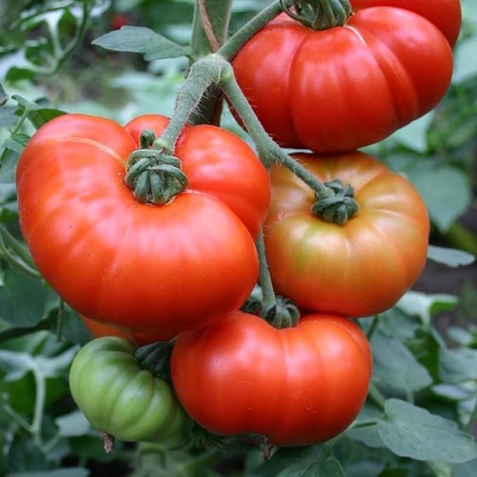 Set 2 Pots Beefsteak Tomato Plants 4 Inch Pot Live Tomato Plants 5 to 8 Inch Tall Vegetable Seedlings for Growing