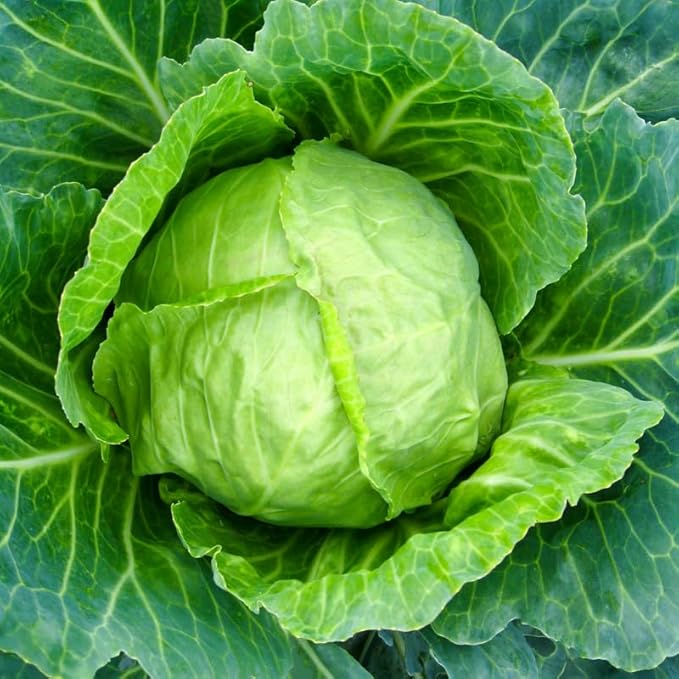 Set 2 Cabbage Plants 4 Inch Pot Cold Harrdy Cabbage Vegetable Plant for Indoor Outdoor Garden