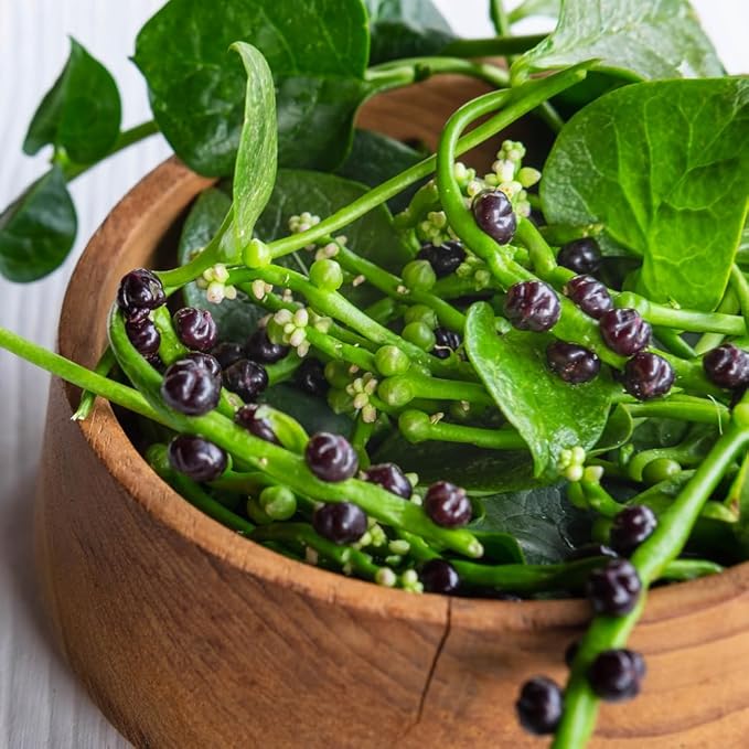 Malabar Spinach Plant Live Vegetable Vine Plant 5 to 8 Inch Tall Malabar Spinach Live Plant Potted