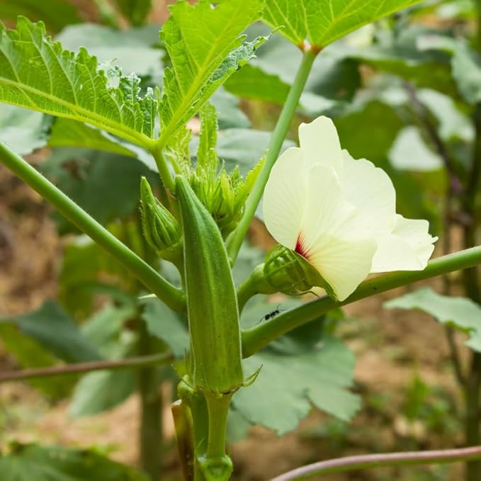 Set 2 Live Green Okra Plants 4 to 6 Inches Tall 4 Inches Pot Okra Vegetable Plants Live Potted for Planting Outdoor