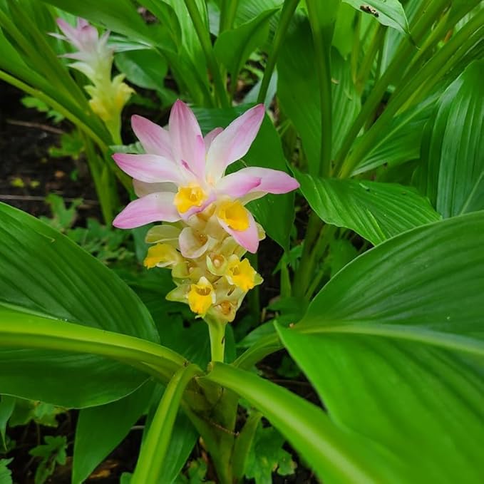 Pack 2 Curcuma Turmeric Ginger Plants Live - Size 5-8 Inch Tall - Live Ginger Vegetable for Planting - Ginger Seedlings