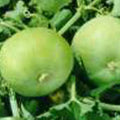 Gourd Seeds - Tinda - 1 Lb ~5600 Seeds - Non-GMO Heirloom - Asian Garden Vegetable