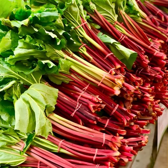 2 Large Rhubarb Crowns Plants for Planting Big Size 6-7 Inch Crown Large Stalk in First Year Hardy Heirloom Rhubarb Non GMO with Giant Red Stalk
