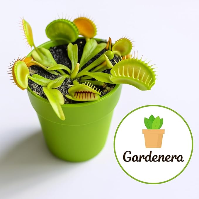 Gardenera Professional Carnivorous Plant Soil - Ready to Use for Venus Flytraps Sundews Pitcher Plants Butterworts | Peat Moss Coco Coir Perlite - 3 Quart Bag