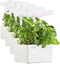 Back to the Roots v1.0 Hydroponic Grow Kit 2022 Model (Pack of 4)