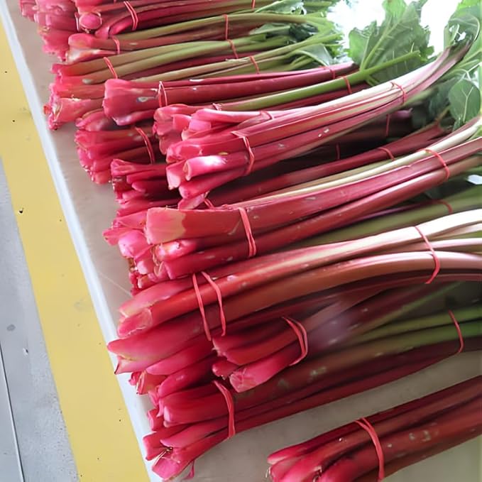 2 Large Rhubarb Crowns Plants for Planting Big Size 6-7 Inch Crown Large Stalk in First Year Hardy Heirloom Rhubarb Non GMO with Giant Red Stalk