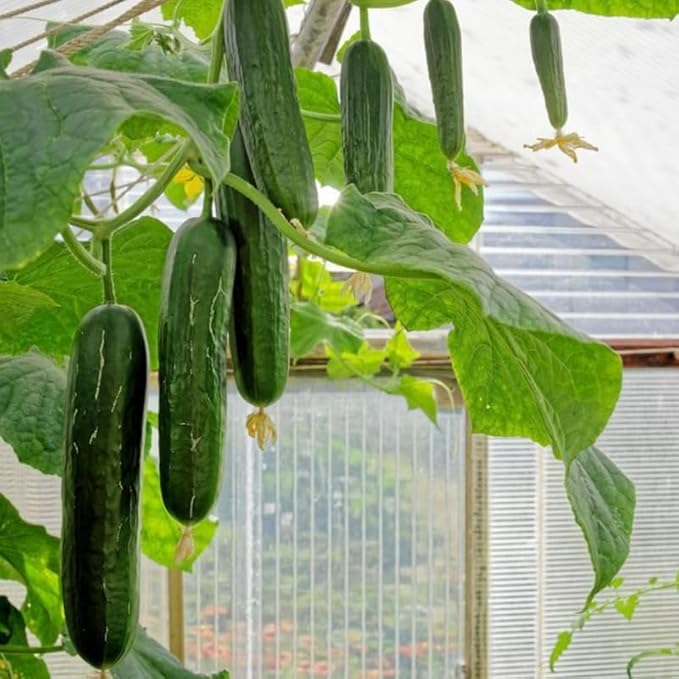Cucumber Plants in 4 Inch Pot4-6 Inch Tall Cucumber Plants Live Vegetable Seedlings 2 Plants per Pot