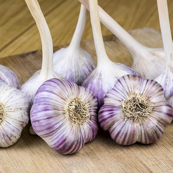 1 Pound Purple Hardneck Garlic Bulbs for Planting Fresh High-Yield Hardy Garlic for Garden or Container Growing
