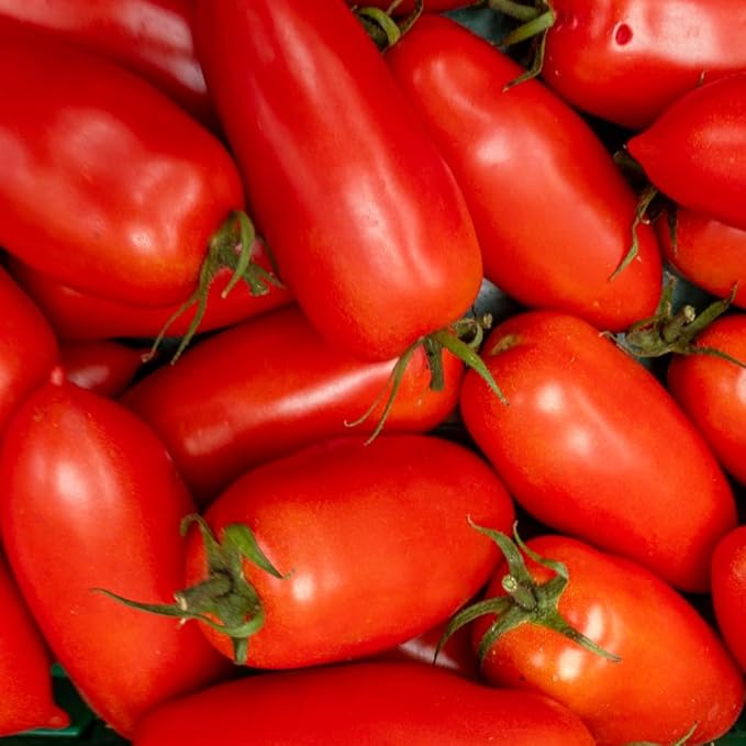 Red Tomato Live Plant Tomato Plant Live Long Red Sweet Fruit Plants from 4-7 Inches in Height 4 Inch Pot for Growing