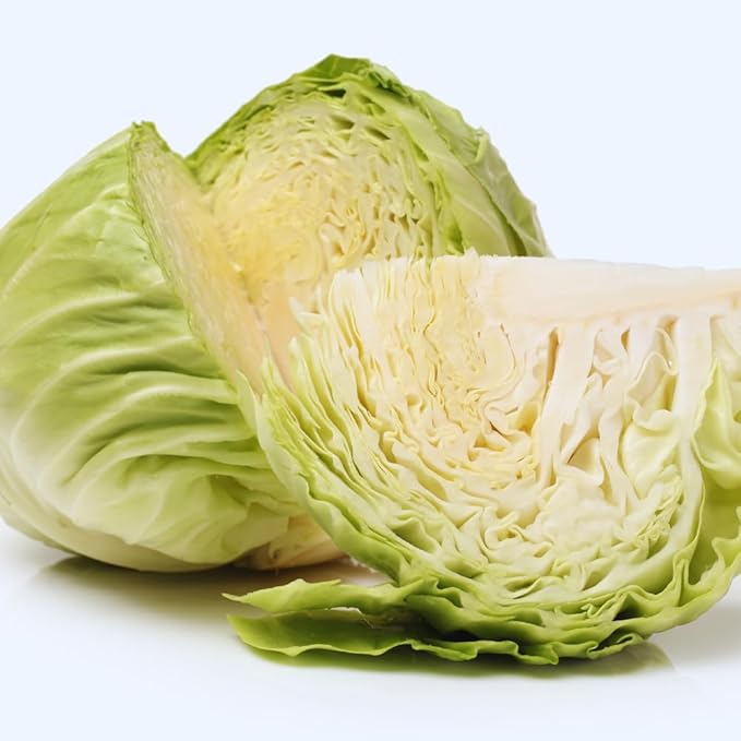 Cabbage Plant Live for Gardening Cabbage Live Plants Vegetable Plant Pot from 3 Inc Tall 4 Inc Pot
