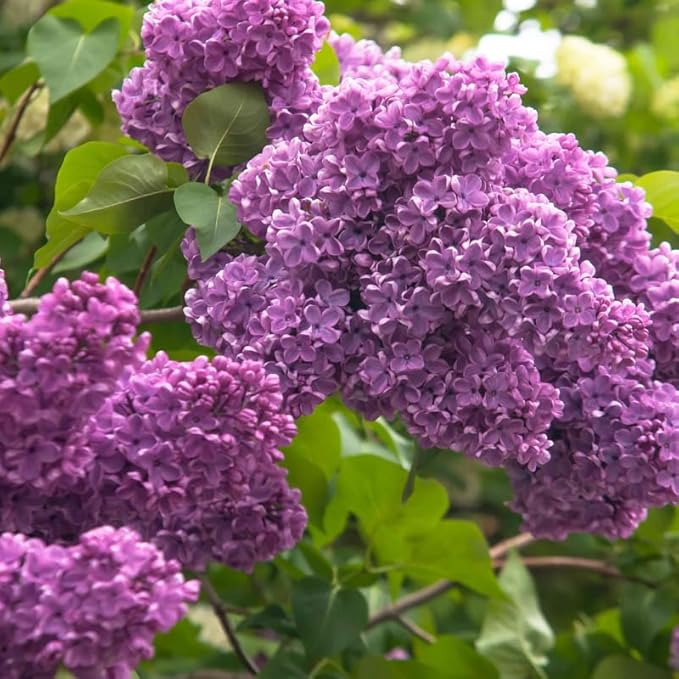 Lilac Tree Lilac Plants Live Ready to Plant 1 to 2 Feet Tall Lilac Shrub Purple Lilac Tree Live Plant