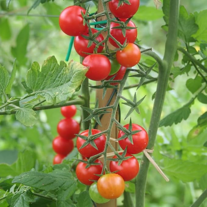 Set 2 Pots Cherry Tomato Plants 4-8 Red Sweet Tomato Plants Live Potted 4 Inch Pot 2 Plants per Pot