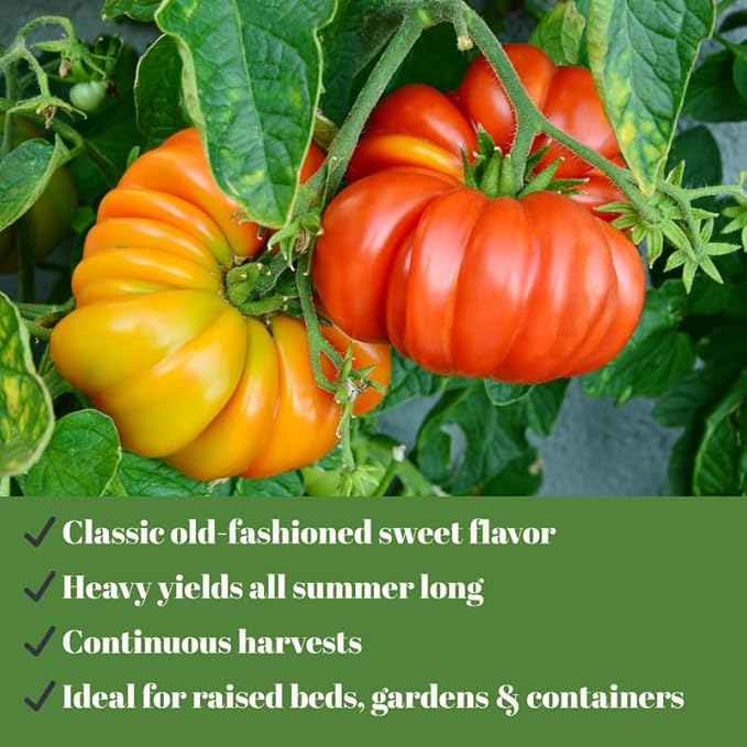 Pack 2 Pots Beefsteak Tomato Plants Live 4 Inch Pot Tomato Plants Live for Planting Outdoors Size 4 to 6 Inch