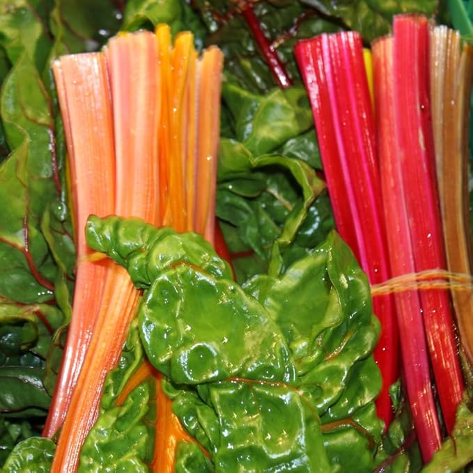 Common Rhubarb Plant Roots Live 5 Large Rhubarb Plants Roots for Planting Vegetable Plant for Gardening Indoor Outdoor