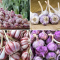 1 Lb Purple Stripe Garlic Bulbs for Planting 8 Hardy Garlic Bulbs for Planting Home Vegetable Garden or Raised Beds Hardneck Garlic Bulbs