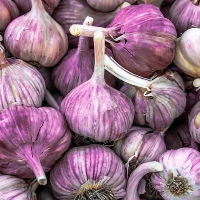 1 Lb Purple Stripe Garlic Bulbs for Planting 8 Hardy Garlic Bulbs for Planting Home Vegetable Garden or Raised Beds Hardneck Garlic Bulbs