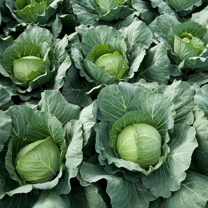 Cabbage Plant in 4 Inch Pot 3 to 6 Inch Tall Vegetable Cabbage Plants Seedling Cold Harrdy Plants for Outdoors Planting