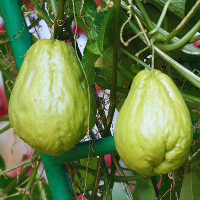 Chayote Squash Plant Live Chayote Plant Gallon Pot Vegetable Plant for Gardening Indoor Outdoor 7 to 9 Inc Tall
