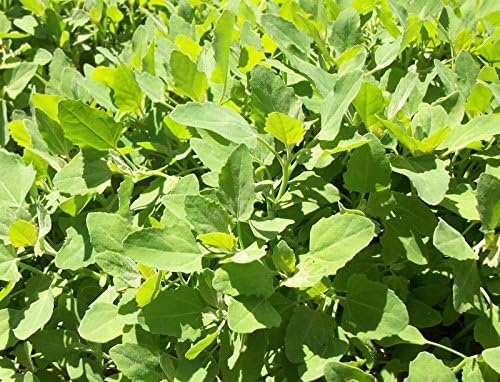 Lambsquarter/Chenopodium Album - 1000 Seeds (Organically Grown) (Organically Grown)