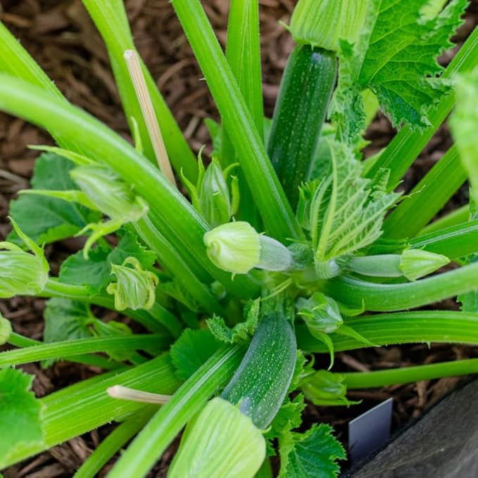 2 Green Zucchini Plants Green Summer Squash in 4 Inch Pots - 4-6 Inch Tall Live Vegetable Garden Plants