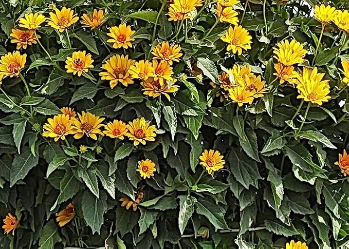 Five Pounds of Fresh Jerusalem Artichoke Tubers | Sunchokes by Greenhouse PCA | Fresh Sunchoke Bulbs for Eating or Planting