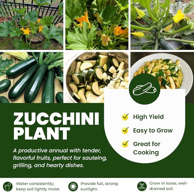 2 Green Zucchini Plants Live for Planting Squash Plants Live for Planting 4 to 6 Inches Tall