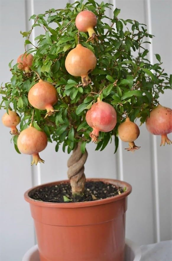 Gardenera Premium Pomegranate Potting Soil Mix - Ideal Nutrient Blend for Growing Robust Flavorful and Bountiful Pomegranate Trees - 1 Quart