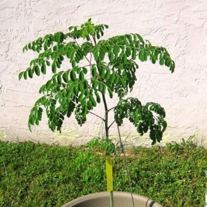 2 Live Moringa Oleifera Plants Trees in 4 Pot Malunggay Drumstick Size 6-9 Inches in Tall Dormant in Winter