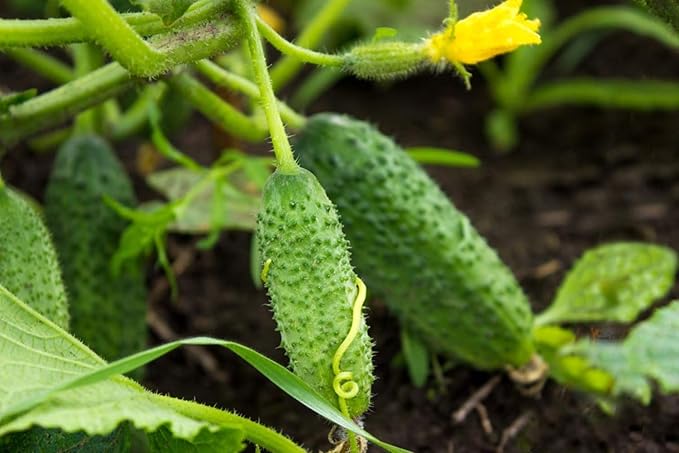 4 Green Cucumber Plants Live 4 Inches Pot Live Cucumber Plants from 6 to 8 Inches Long Cucumber Starter Plants Cucumber Live Plants for Garden