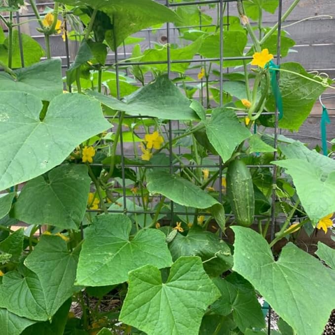 Marketmore Cucumber Plants in 4 Inch Pot 2 Plants per Pot 4-6 Tall Cucumber Plants Live for Planting Outdoor