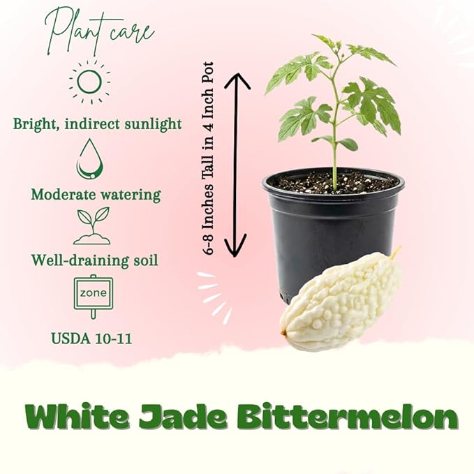 White Jade Bittermelon Live Plant Rare White Bitter Melon Vine Edible Vegetable Starter for Planting 6-8 Inches Tall in 4 Inch Pot