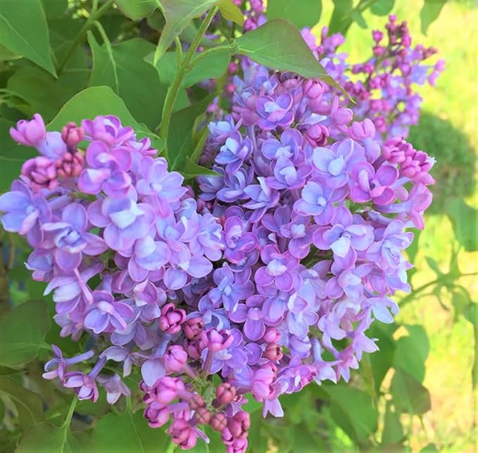 Lilac Tree Lilac Plants Live Ready to Plant 2 to 2.5 Feet Lilac Shrub Purple Lilac Tree Live Plant