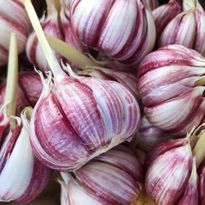 1 Pound Red Hardneck Garlic Bulbs for Planting Fresh High-Yield Hardy Garlic for Garden or Container Growing