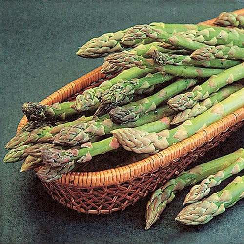 GURNEY'S -Mary Washington Improved Jumbo Asparagus Dormant Bare Root Vegetable Roots 10 Jumbo 3 Year Old Plant Roots per Offer