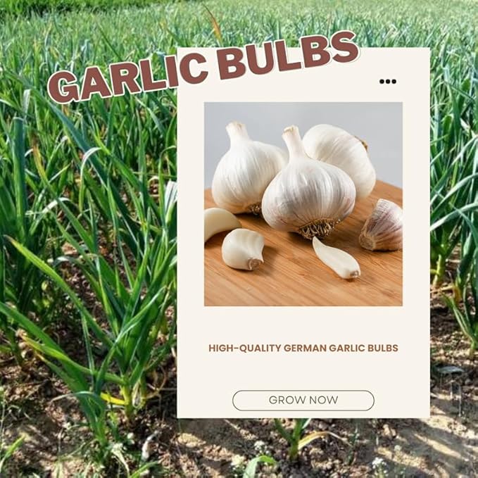 1 Lb White Garlic Bulbs for Planting 8 Hardy Garlic Bulbs for Planting Home Vegetable Garden or Raised Beds Hardneck Garlic Bulbs