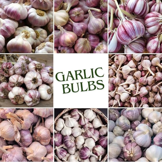 1 Lb Purple Stripe Garlic Bulbs for Planting 8 Hardy Garlic Bulbs for Planting Home Vegetable Garden or Raised Beds Hardneck Garlic Bulbs