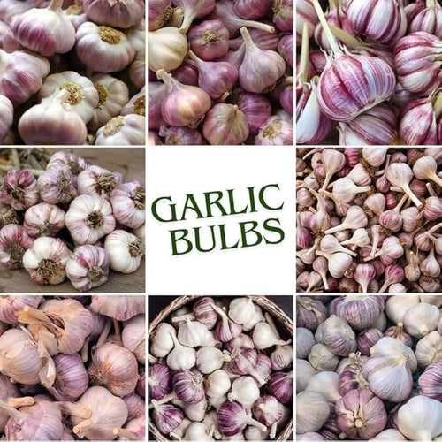 1 Lb Purple Stripe Garlic Bulbs for Planting 8 Hardy Garlic Bulbs for Planting Home Vegetable Garden or Raised Beds Hardneck Garlic Bulbs